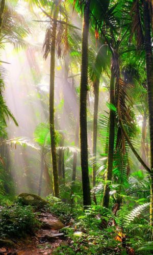 el-yunque-national-rainforest-tropical-puerto-rico-TROPICALPLANTS0617-min
